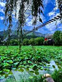 Thousand-Mu Lotus Pond: A Summer Spectacle