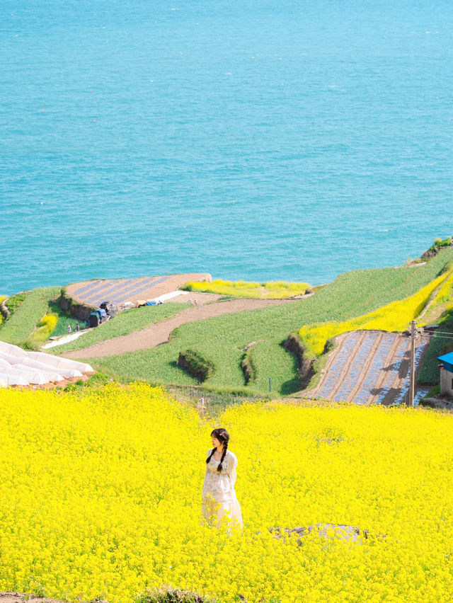 벚꽃 시즌 가야할 남해 여행코스 🌸💛 