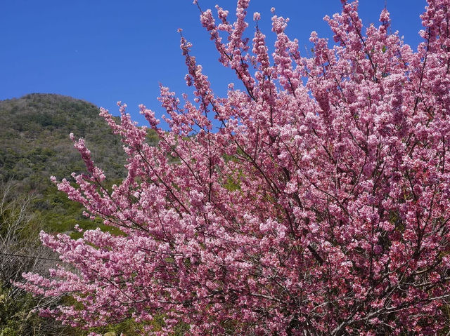 三光茶園櫻花美景
