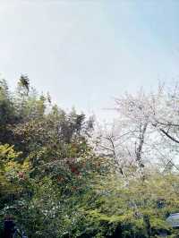  京都野宮神社：櫻花季戀愛聖地及心靈庇護所 🌸