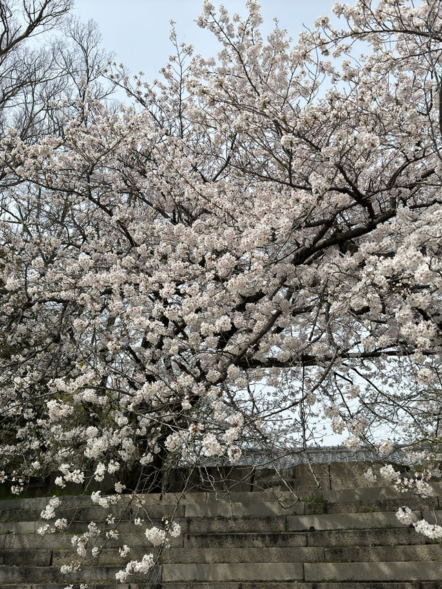 大阪櫻花一日旅：沉醉在粉色花海中 🌸
