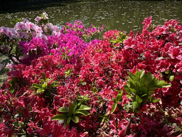 Explore the Serenity of Tsurugaoka Hachimangu in Kamakura
