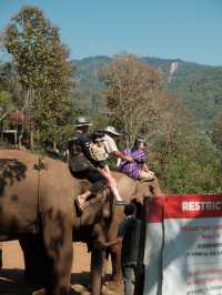 チェンマイ🇹🇭🐘と触れ合えるcafe
