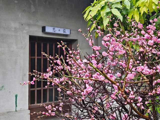 京都近郊影櫻花好去處，人少啲  櫻花多啲🌸