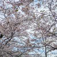 🌸 **福岡秋月（Akizuki）櫻花觀賞遊覽分享** 🌸