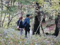 Senjogahara กับใบไม้เปลี่ยนสี ที่ Nikko คือที่สุดด