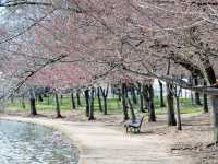Catch the Cherry Blossoms in full Bloom Next Week in Tidal Basin