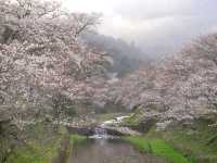 【京都】京都市郊外、亀岡にある桜の名所「七谷川和らぎの道」