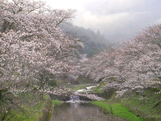 【京都】京都市郊外、亀岡にある桜の名所「七谷川和らぎの道」