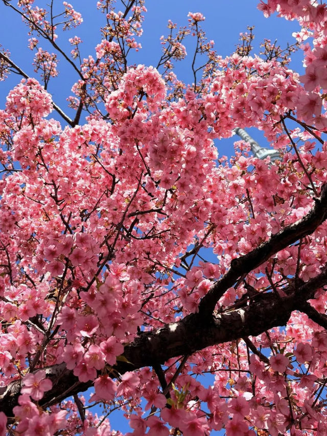 Kawazu Sakura & Tokyo Skytree: A Hidden Gem