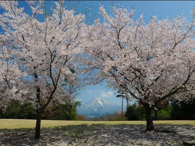 Chasing Sakura at Tottori Hanaikairo Flower Park