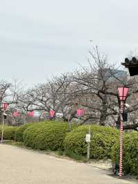 【大阪×春旅】 桜の名所100選 公園全体を埋めつくす3000本の桜