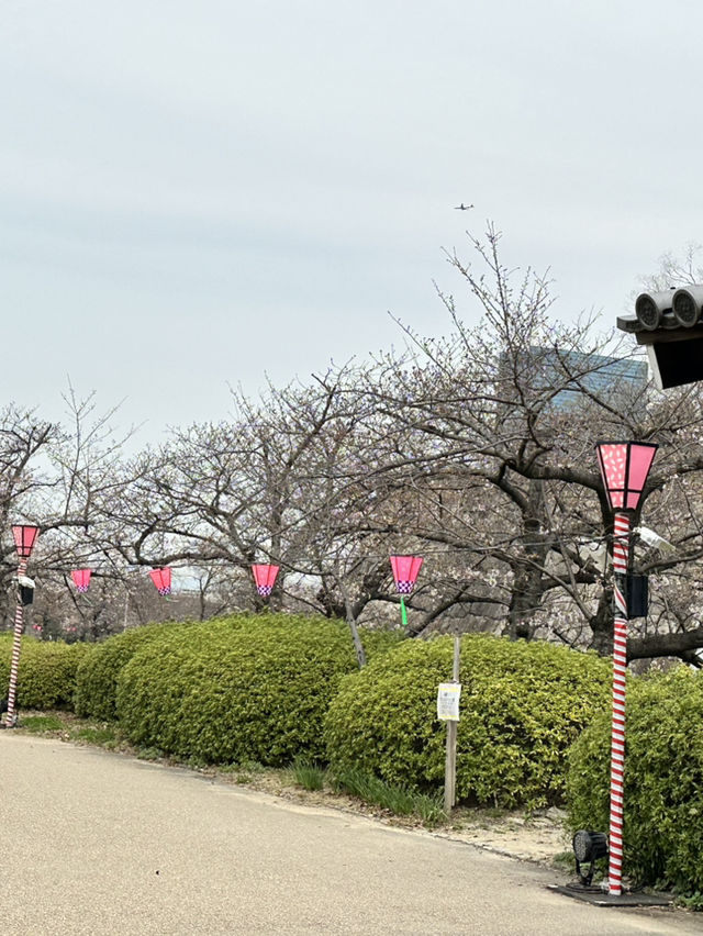 【大阪×春旅】 桜の名所100選 公園全体を埋めつくす3000本の桜