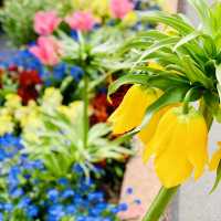 Spring in Lausanne’s Old Town