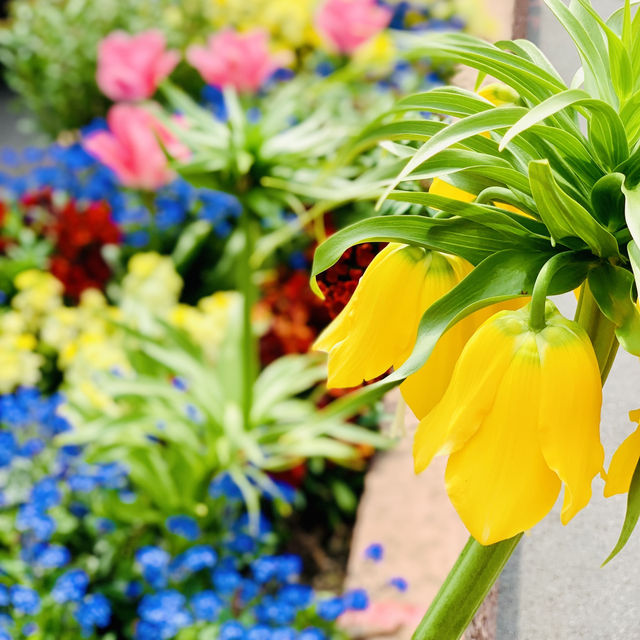 Spring in Lausanne’s Old Town