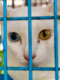😽😻ศูนย์อนุรักษ์แมวไทยโบราณ😺😸