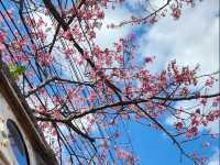 🌸 **台北平菁街櫻花巷櫻花觀賞遊覽分享** 🌸 