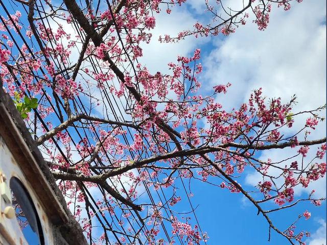 🌸 **台北平菁街櫻花巷櫻花觀賞遊覽分享** 🌸 