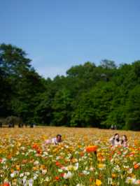 【埼玉×森林公園】  ネモフィラ ポピーなどの花畑の絶景スポット