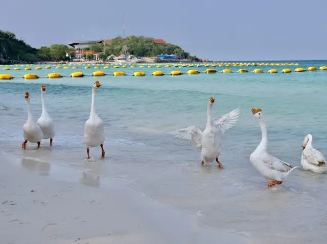 ‘ถ่ายภาพกับห่าน’ กิจกรรมสุดน่ารักที่หาดเทียน💖