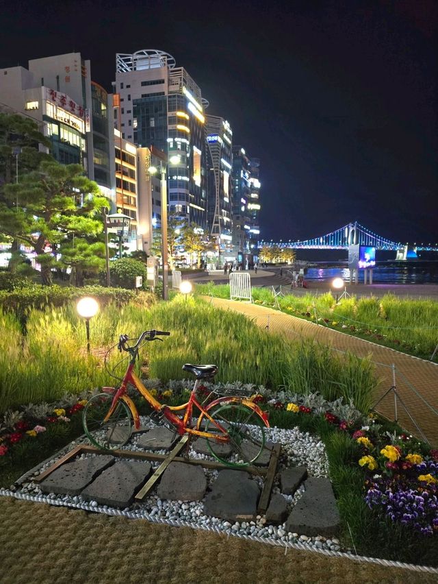 벌써 시작된 광안리 해변 청보리밭💚