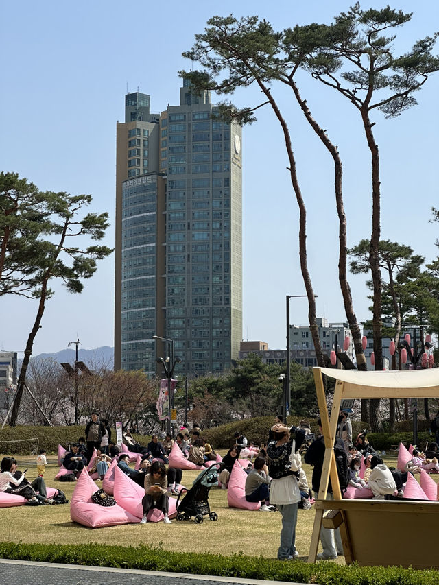 벚꽃 풍경과 야간 라이트업을 보며 🌸산책데이트하기에 좋은 벚꽃여행지🌸