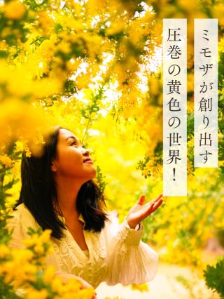 [Nagoya] A spectacular view of mimosas spreads out before you! Midori Park in Obu 🌼✨