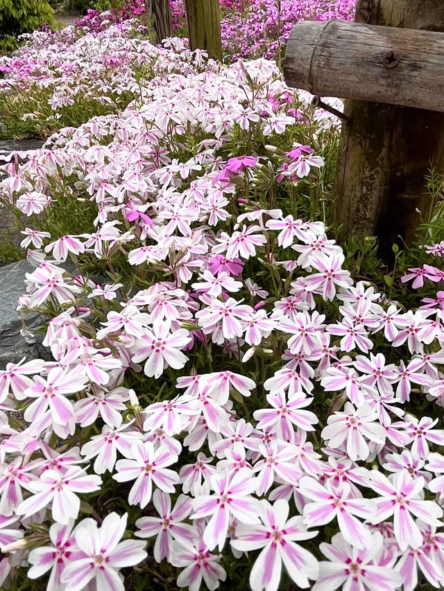 Wisteria Trellises at Kin Suitei