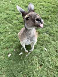 Caversham wildlife park
