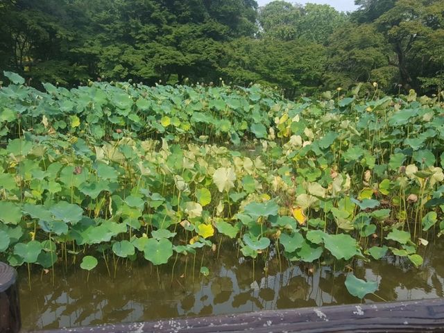 [🇯🇵京都] 緑に包まれる癒しの時間―京都府立植物園で感じる自然の息吹
