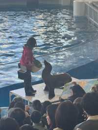 Where the Sea Comes Alive: Exploring Aqua World Oarai