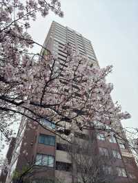 東京｜目黑區一日遊 🌸