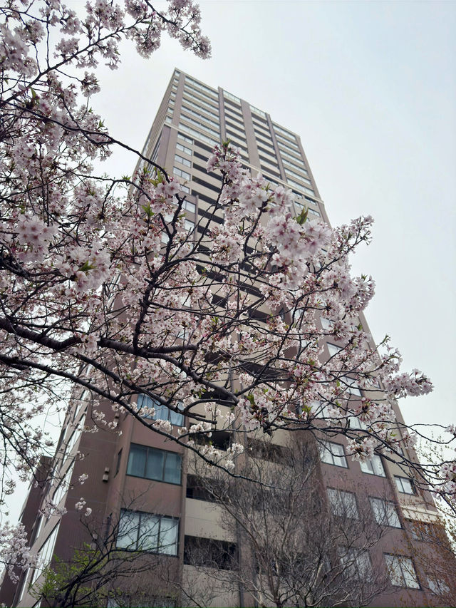 東京｜目黑區一日遊 🌸