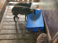 Borneo Happy Farm Date