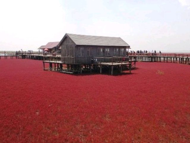 【中国おすすめスポット🇨🇳】盤錦紅海灘（中国 遼寧省 盤錦市）