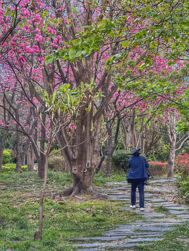 Blossoms and Pagodas: Springtime Magic at Dali’s Chongsheng Temple (崇圣寺三塔)