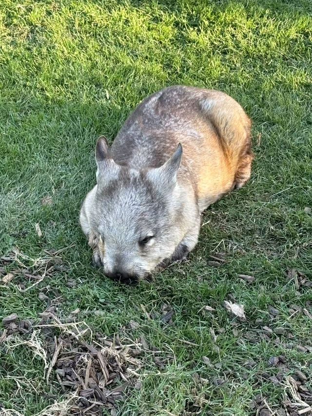 A Critical Look at the National Zoo & Aquarium: A Mixed Experience
