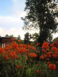 🌸 Spring Garden Kundasang – A Floral Escape in Sabah’s Highlands