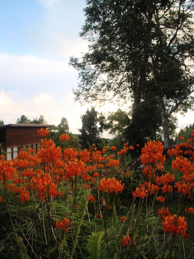 🌸 Spring Garden Kundasang – A Floral Escape in Sabah’s Highlands