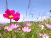 "ม่อนอิงดาว-ม่อนวิวงาม" ยอดดอยสวยๆ เชียงใหม่🌸