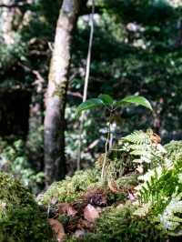 【鹿児島】もののけ姫の舞台にもなったといわれる苔むすもり
