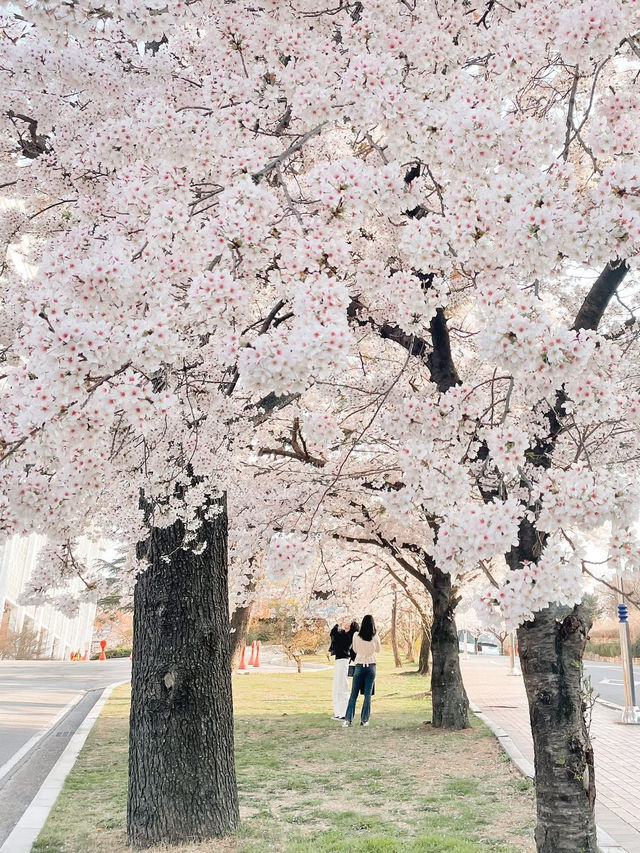 “Spring Blooms at Chosun University: A Hidden Cherry Blossom Haven” “Spring Blooms at Chosun University: A Hidden Cherry Blossom Haven”