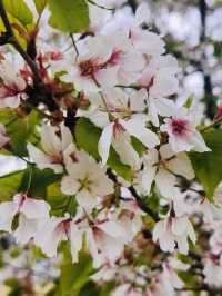 Misa Gyeongjeong Park: Hanam's Lakeside Spring Canvas