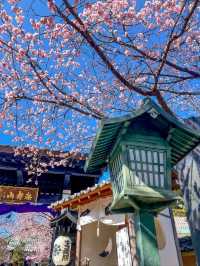 Mitsuzo-in Temple Cherry Blossoms– Kyoto’s Best-Kept Mountain Sakura Secret