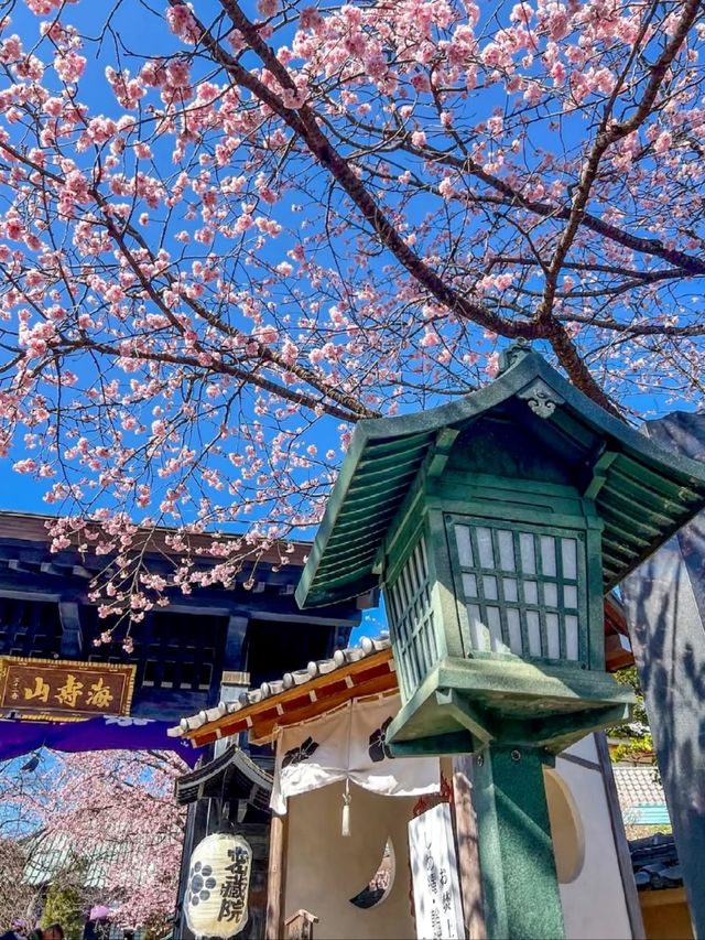 Mitsuzo-in Temple Cherry Blossoms– Kyoto’s Best-Kept Mountain Sakura Secret