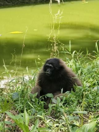 🦧 Lok Kawi Wildlife Park: Where the Wild Things Chill! 🌿