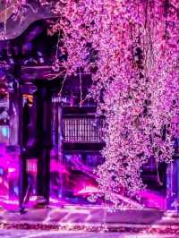 Nighttime Guide to Kodai-ji Temple: Kyoto’s Hidden Night Sakura Gem
