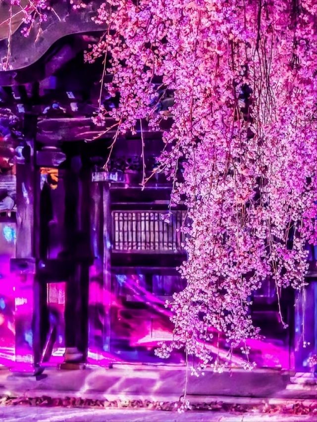 Nighttime Guide to Kodai-ji Temple: Kyoto’s Hidden Night Sakura Gem