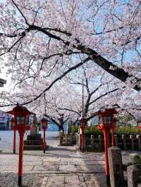 Rokusonno Shrine: Kyoto’s Hidden Sakura Sanctuary