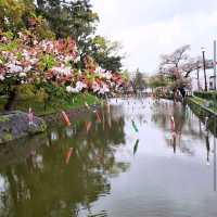 Tsuchiura Sakura Festival, Ibaraki